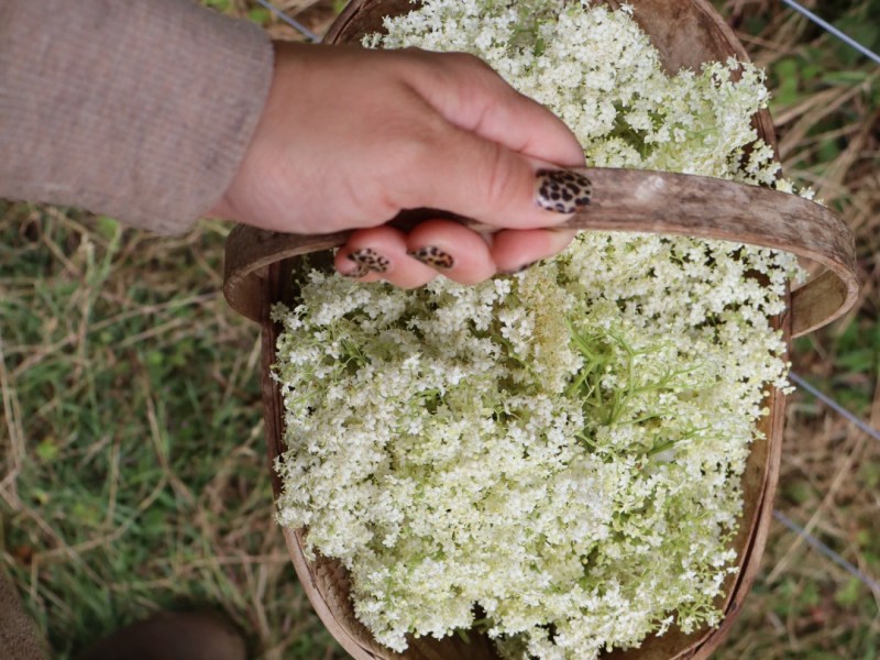 Elderflower Cordial 🌿