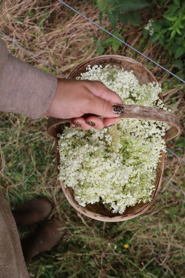 Elderflower Cordial 🌿
